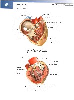 Sobotta  Atlas of Human Anatomy  Trunk, Viscera,Lower Limb Volume2 2006, page 89